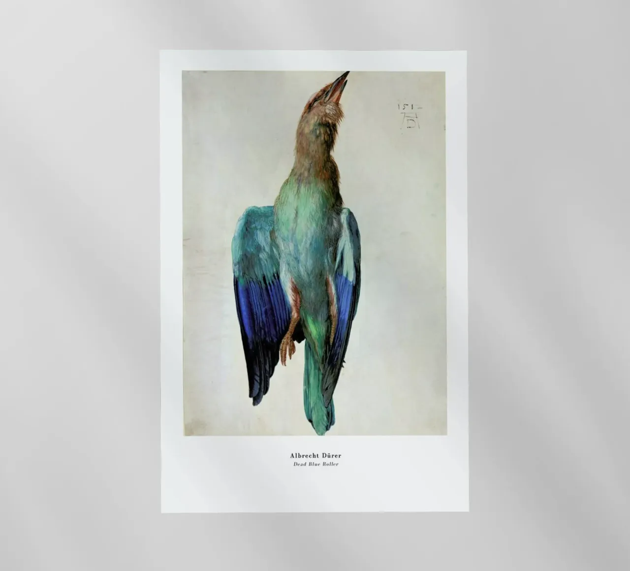Dürer - Dead Blue Roller pellicola backlit da ARTOTHEK