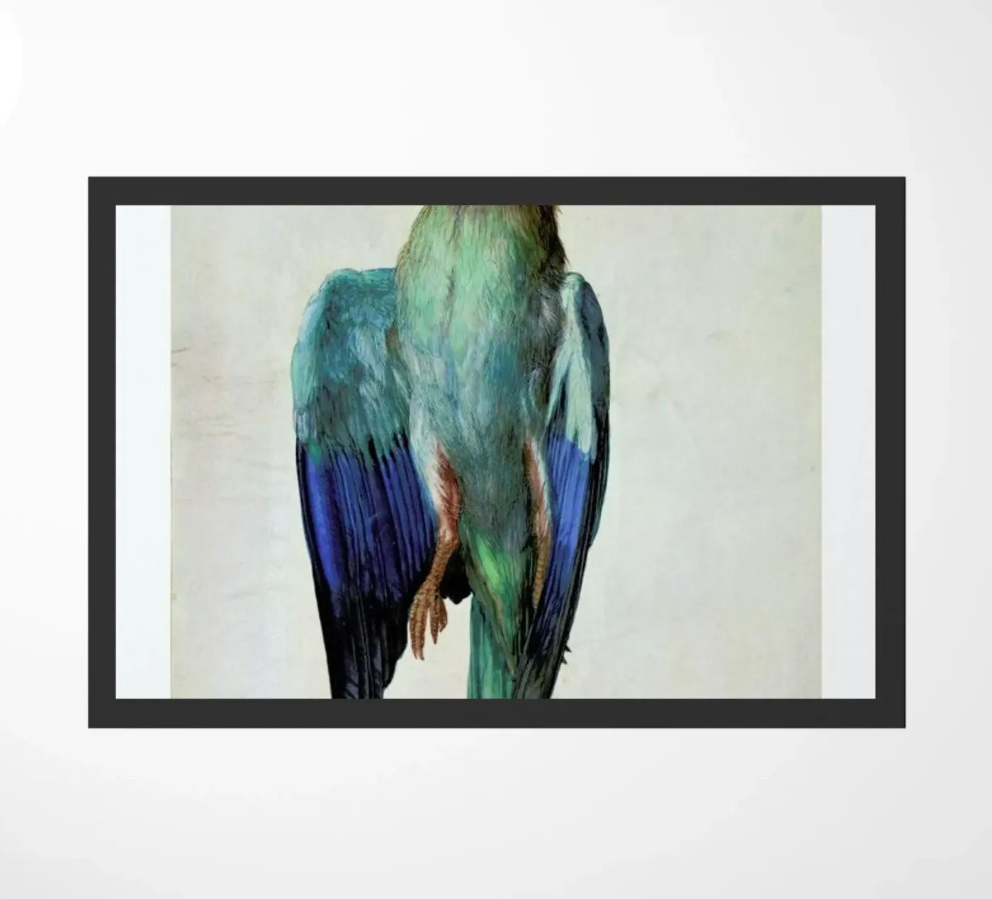 Dürer - Dead Blue Roller zerbino da ARTOTHEK