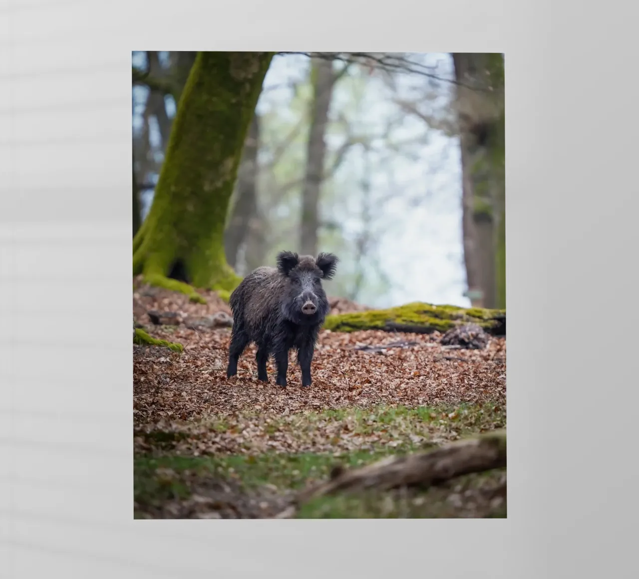 Cinghiale nella foresta pellicola backlit da Tom's Wildlife