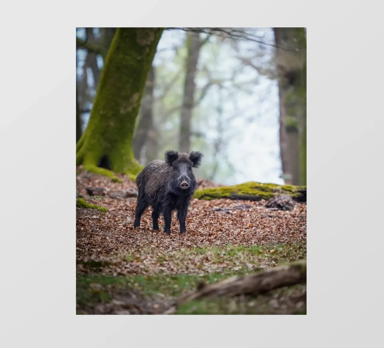 Cinghiale nella foresta telo in pvc da Tom's Wildlife