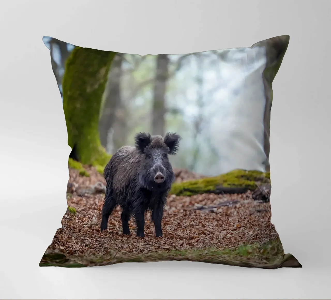 Cinghiale nella foresta cuscino da Tom's Wildlife