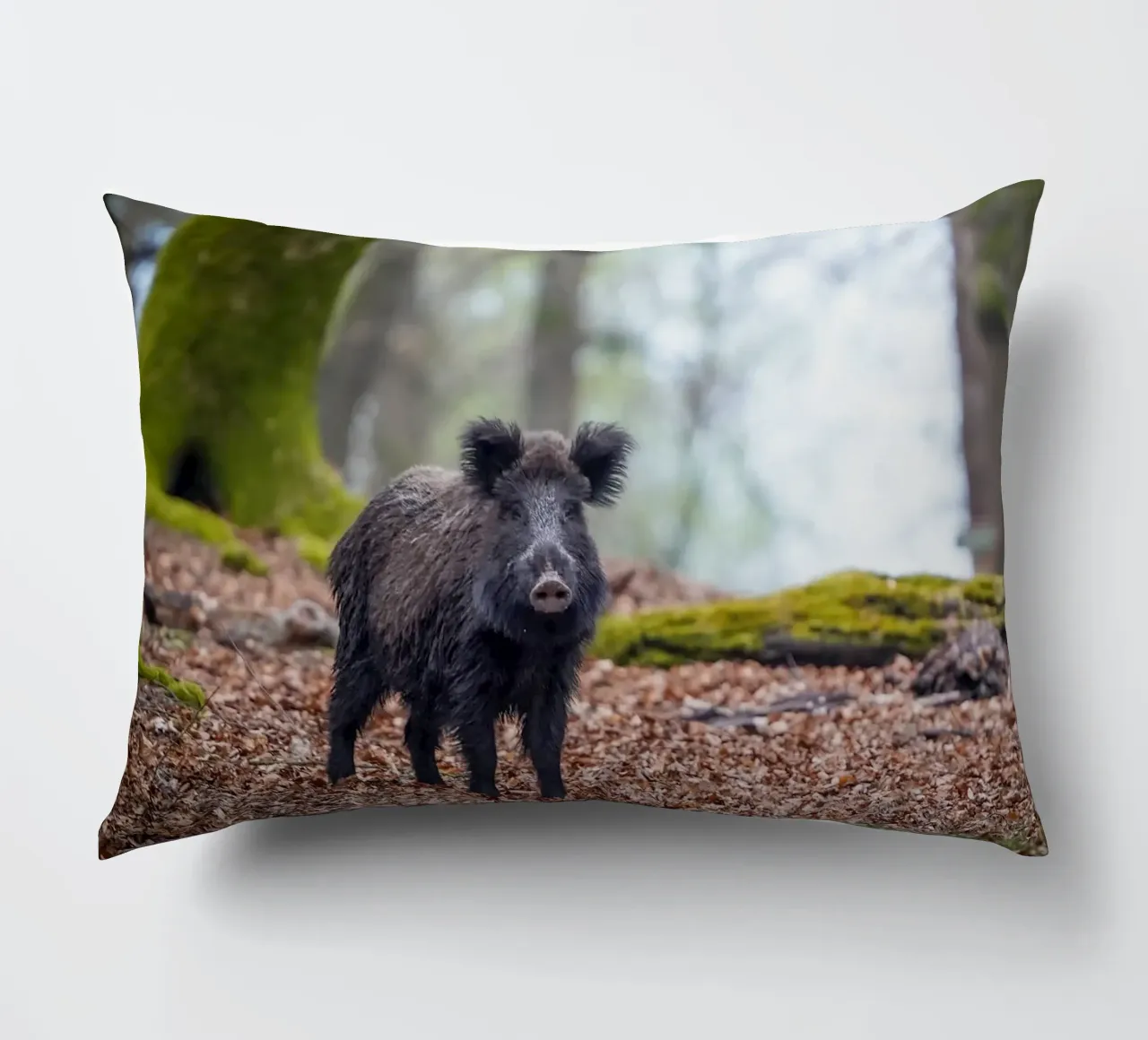 Cinghiale nella foresta cuscino da Tom's Wildlife