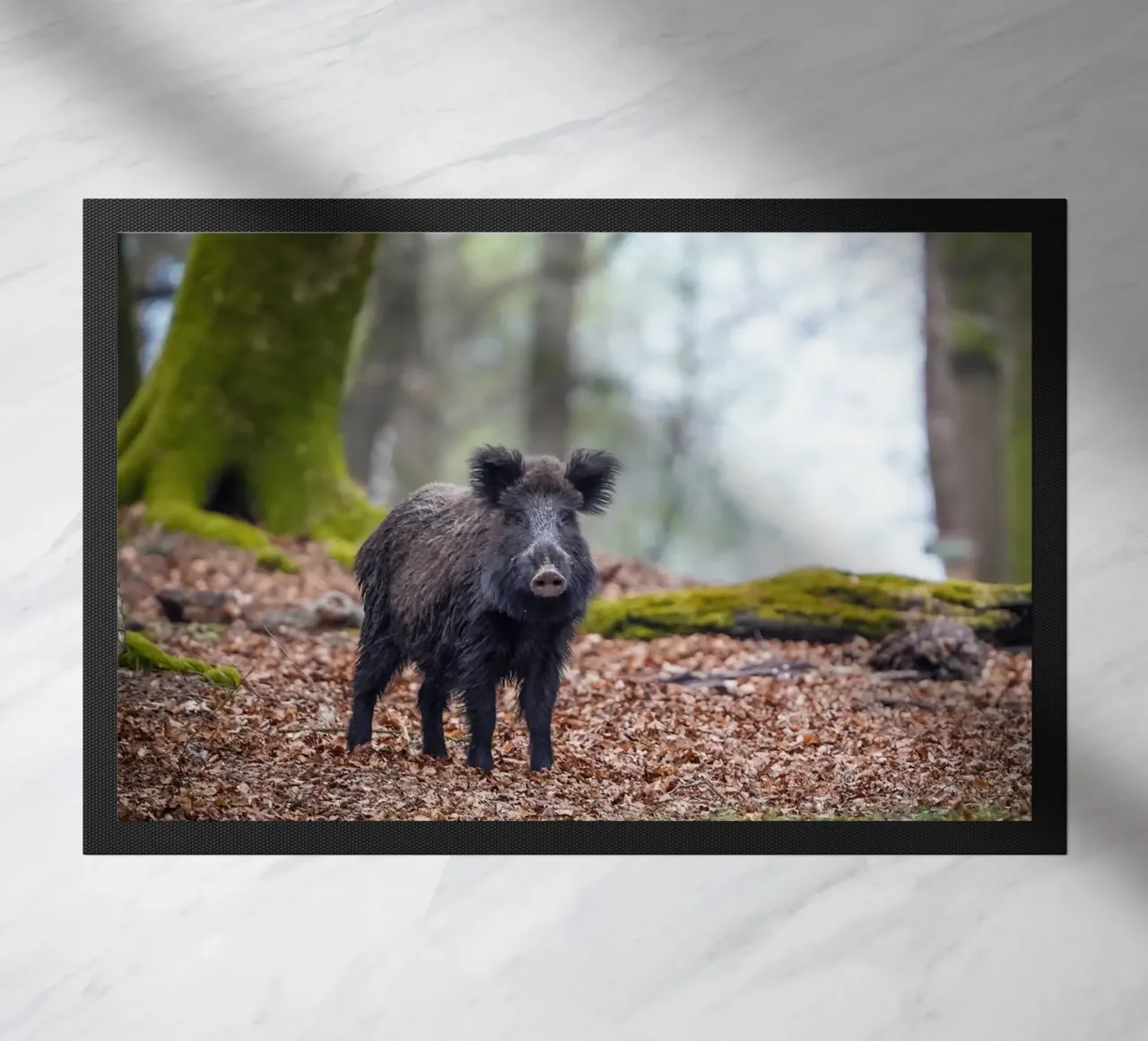 Cinghiale nella foresta zerbino da Tom's Wildlife