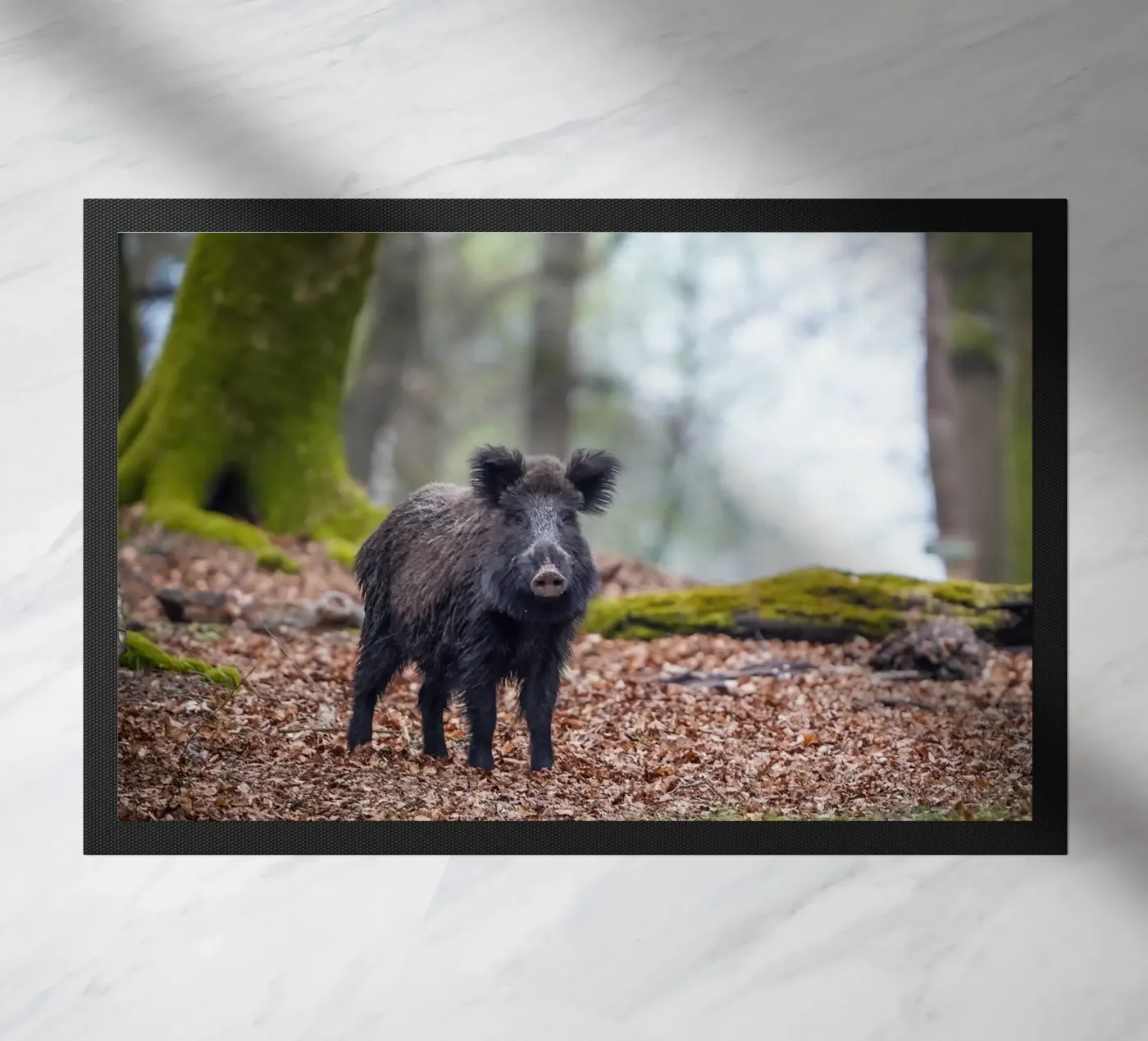 Cinghiale nella foresta zerbino da Tom's Wildlife