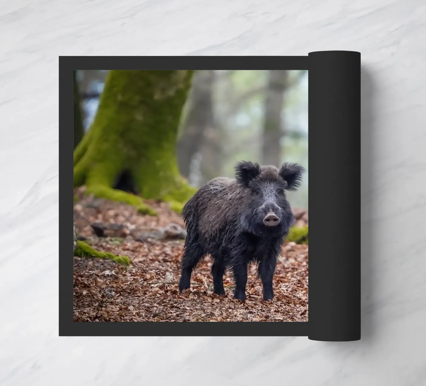 Cinghiale nella foresta zerbino da Tom's Wildlife