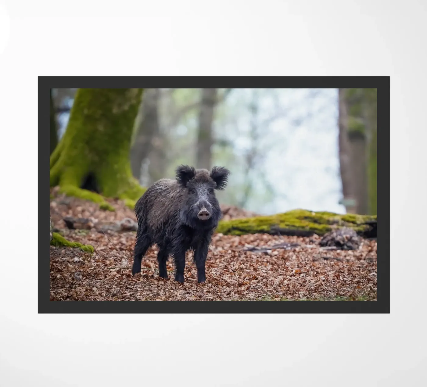 Cinghiale nella foresta zerbino da Tom's Wildlife