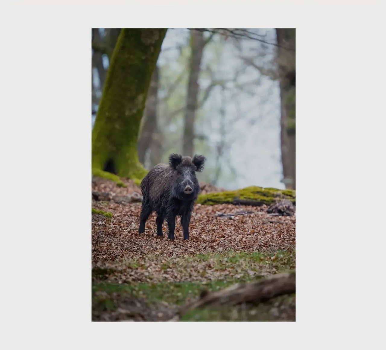 Wild boar in the forest notebook by Tom's Wildlife
