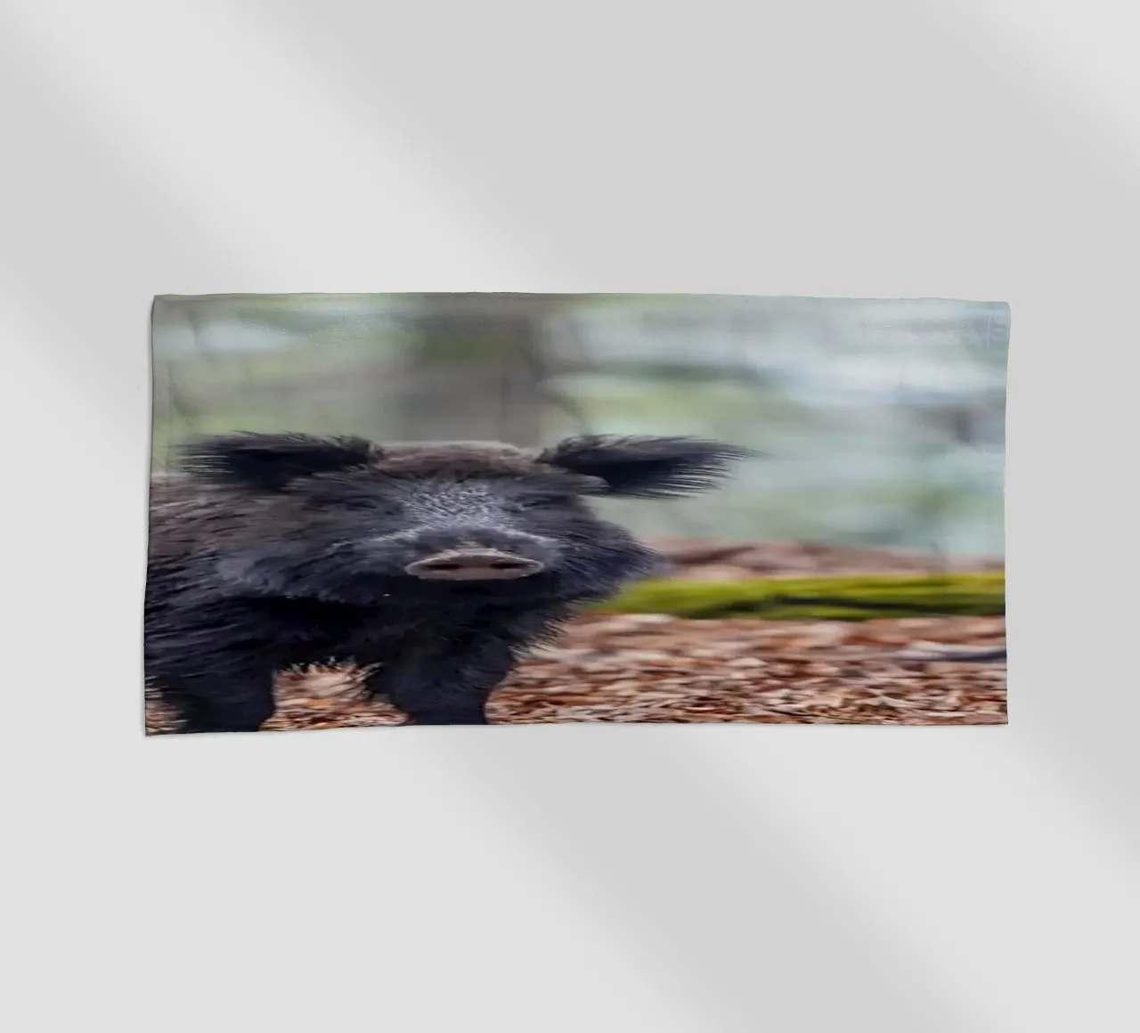 Cinghiale nella foresta telo mare da Tom's Wildlife