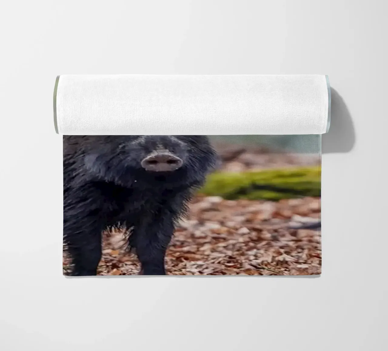 Cinghiale nella foresta telo mare da Tom's Wildlife