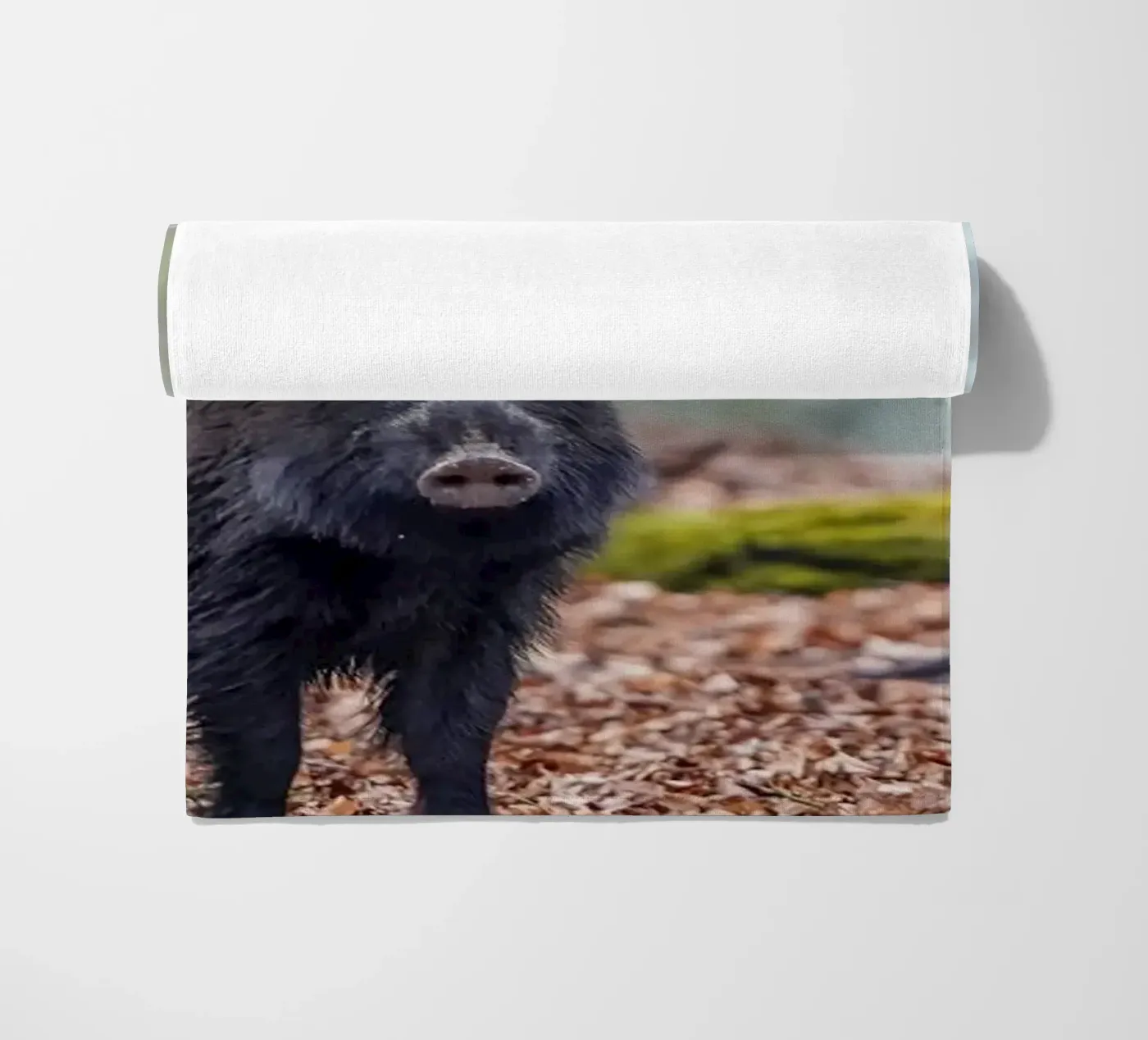 Cinghiale nella foresta telo mare da Tom's Wildlife
