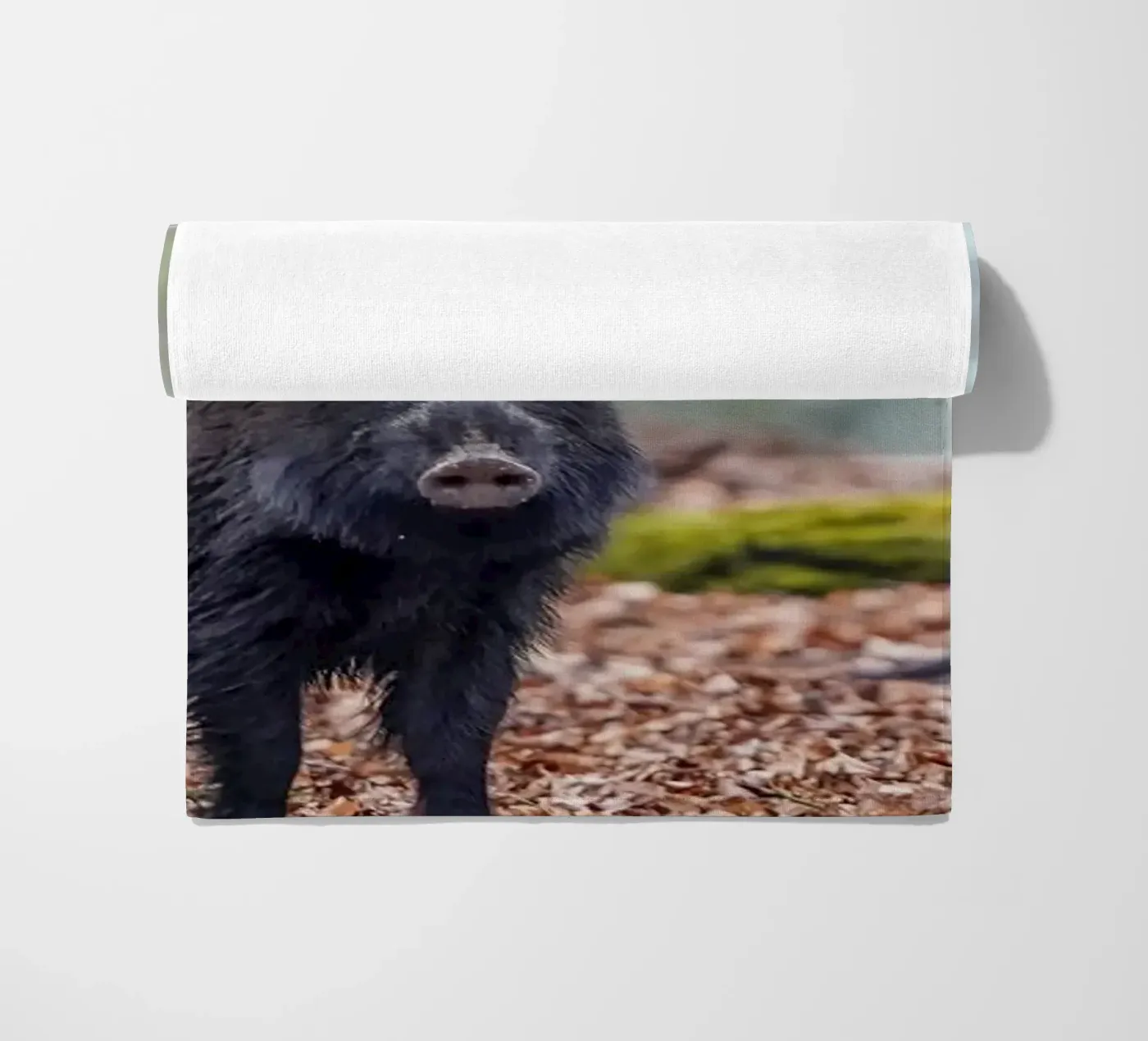 Wild boar in the forest telo mare da Tom's Wildlife