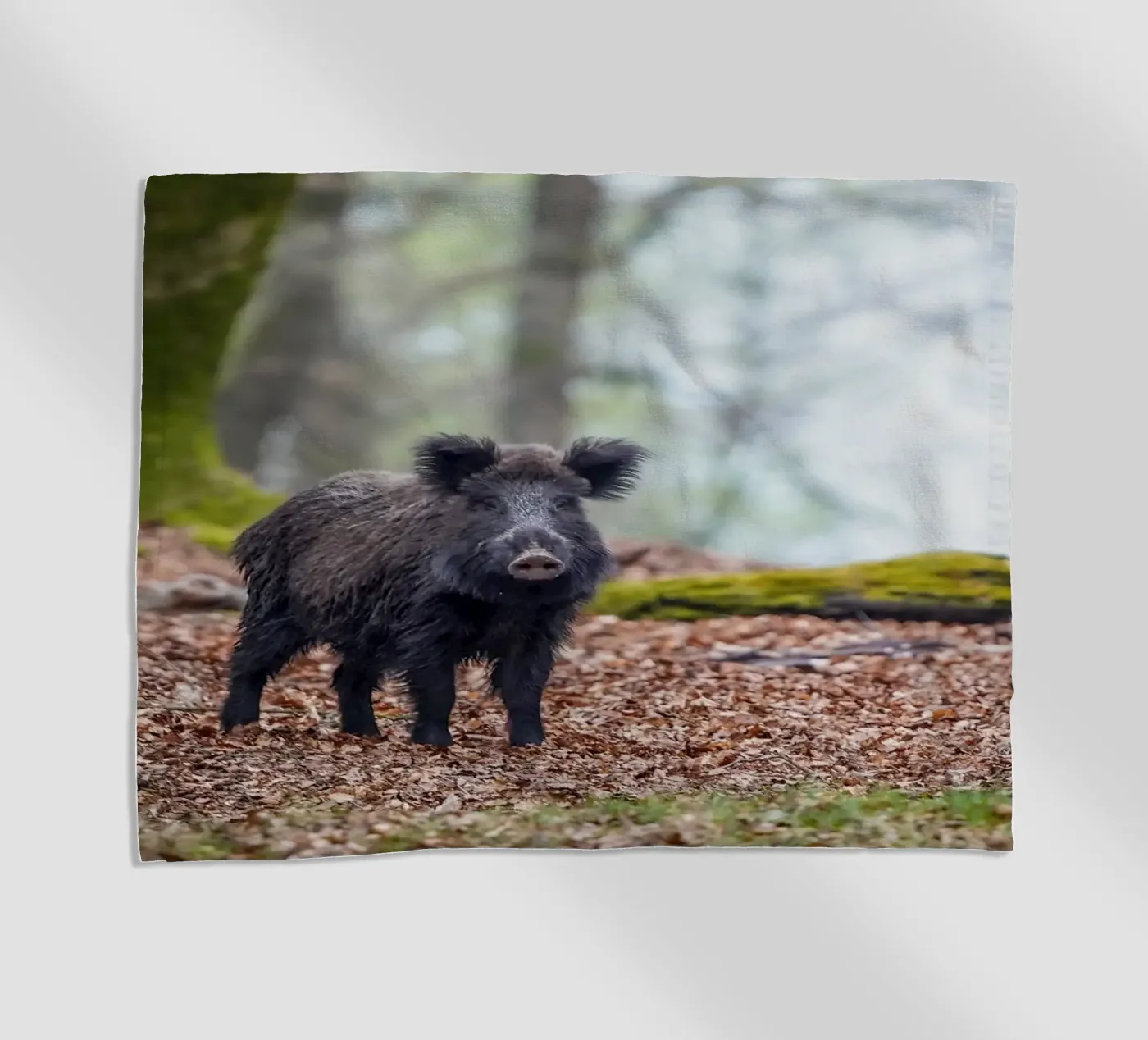 Cinghiale nella foresta telo mare da Tom's Wildlife