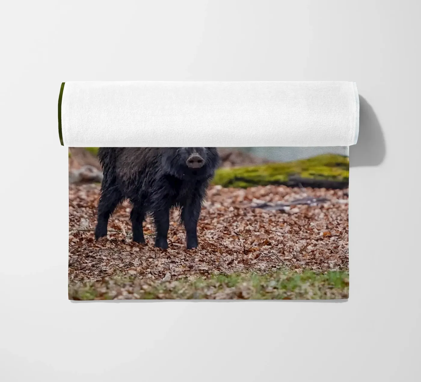 Wild boar in the forest telo mare da Tom's Wildlife