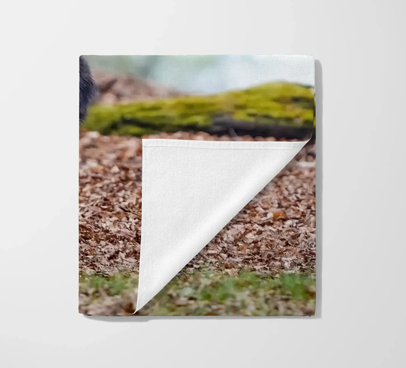 Wild boar in the forest telo mare da Tom's Wildlife