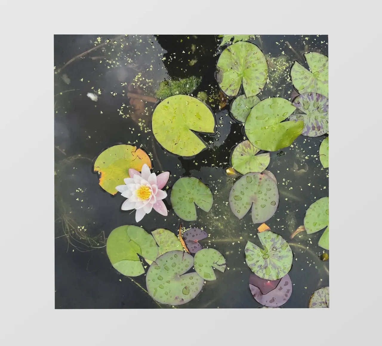 Gigliotti telo in pvc da Cassia Beck Photography