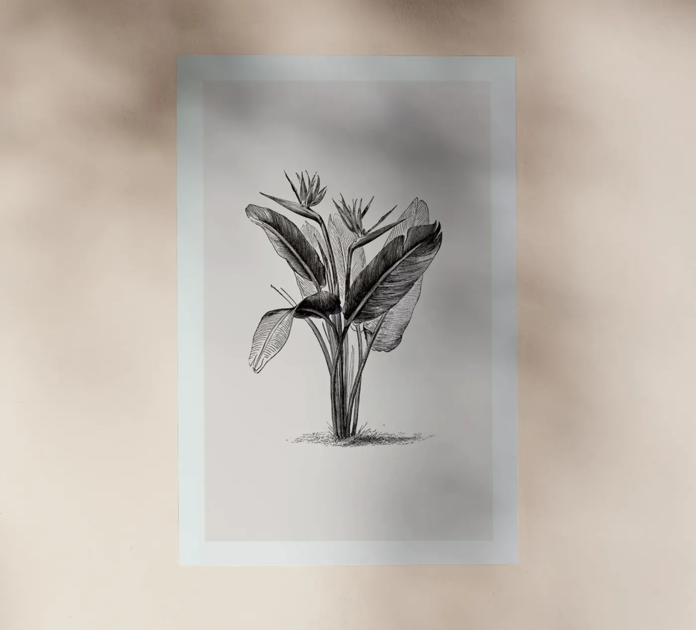 Crane Flower pellicola backlit da Flora & Fauna