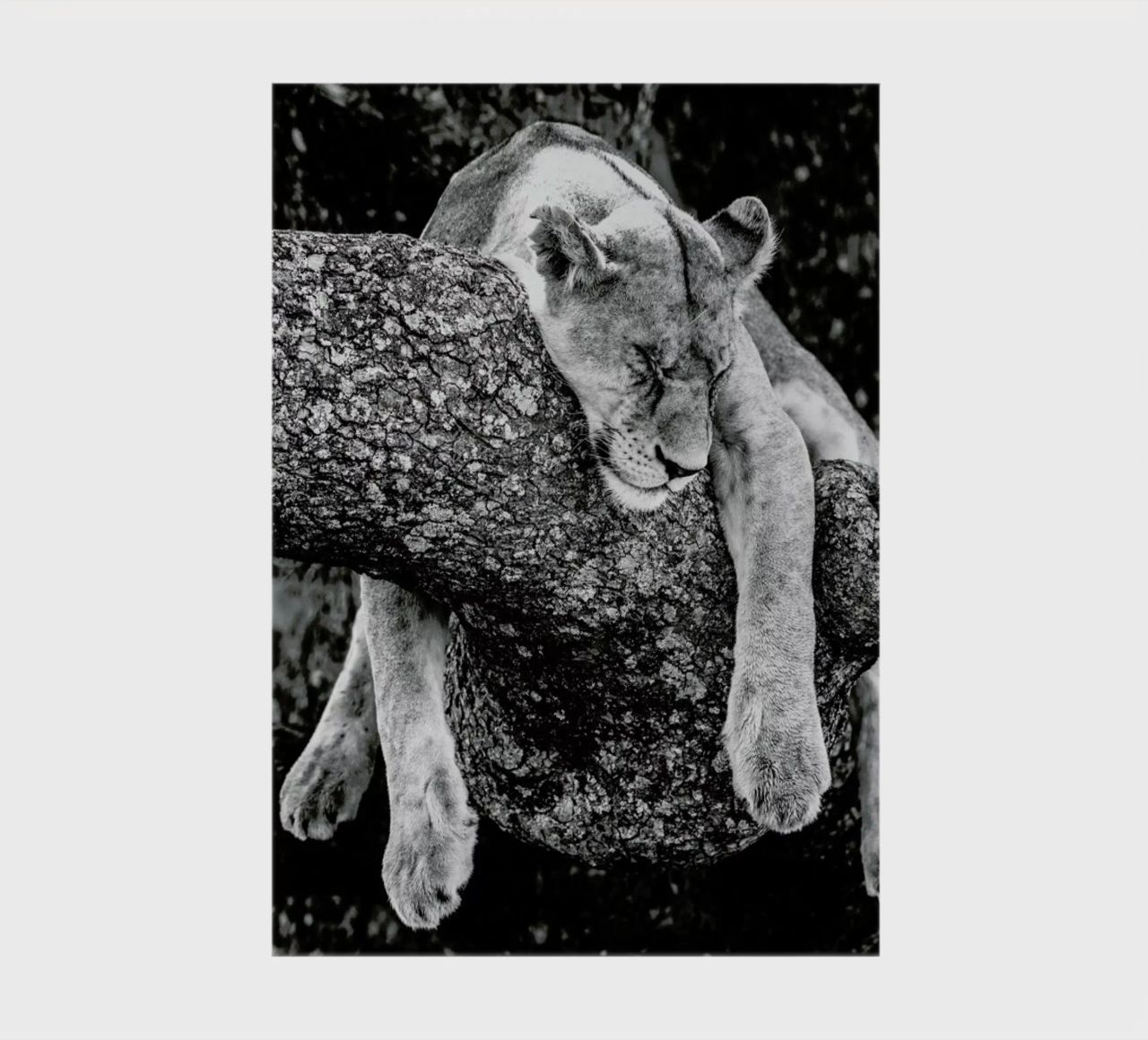 Lazy Day diario da Natural Kingdom