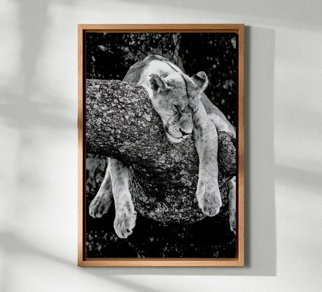 Lazy Day alluminio dibond da Natural Kingdom