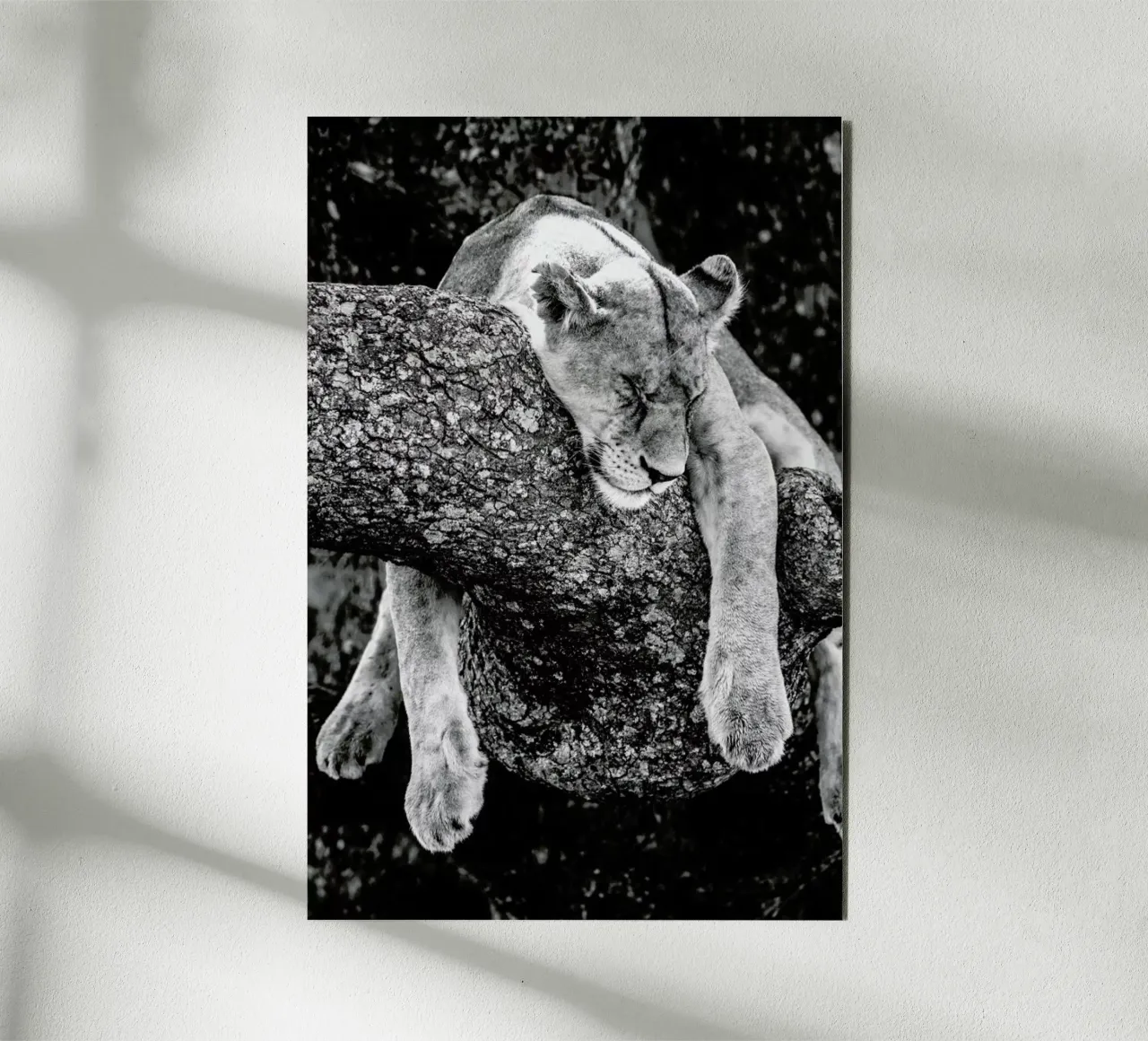 Lazy Day alluminio dibond da Natural Kingdom