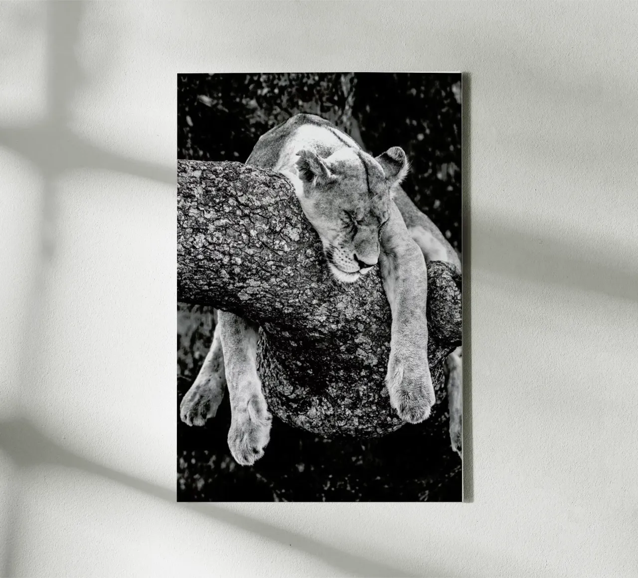 Lazy Day canvas by Natural Kingdom