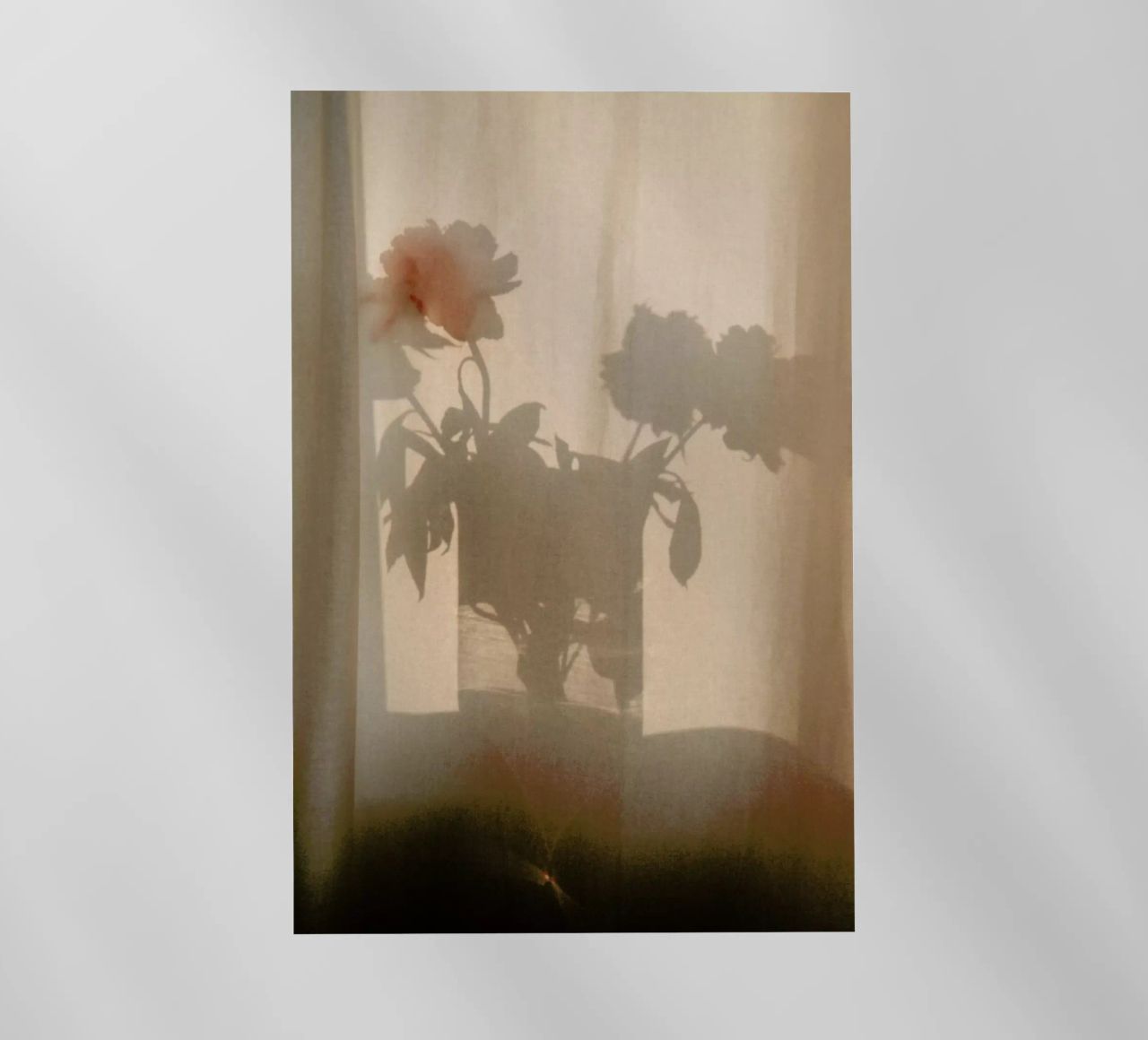 Abstract — Flower Shadow I pellicola backlit da Sebastian Hilgetag