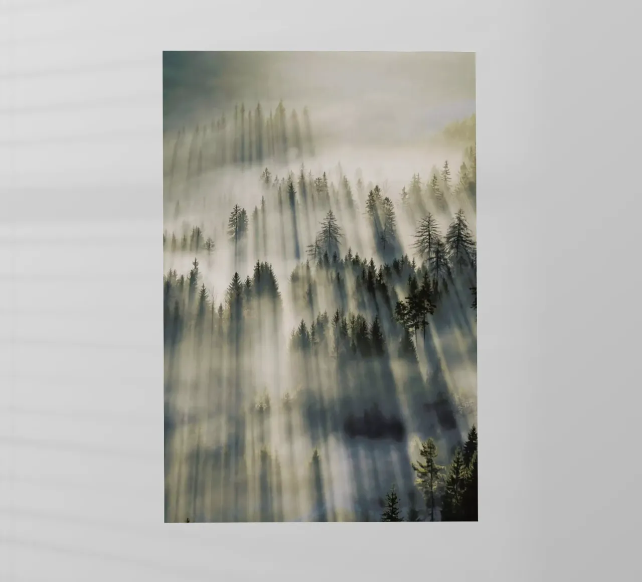 Sun Through Cedars @magnus___p pellicola backlit da EyeEm Mobile GmbH