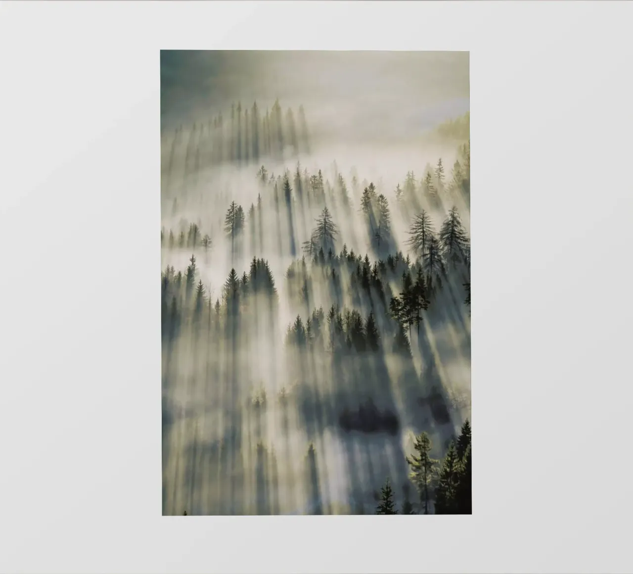 Sun Through Cedars @magnus___p telo in pvc da EyeEm Mobile GmbH