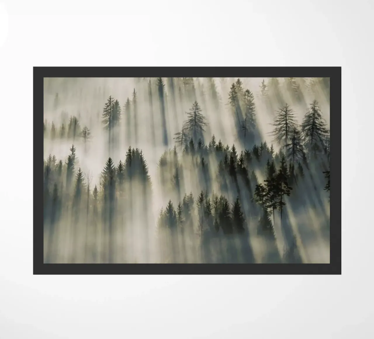 Sun Through Cedars @magnus___p zerbino da EyeEm Mobile GmbH