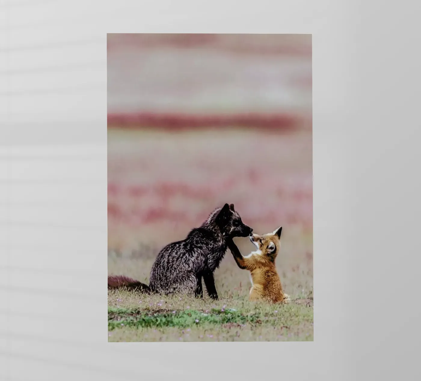 Curiosity pellicola backlit da Natural Kingdom