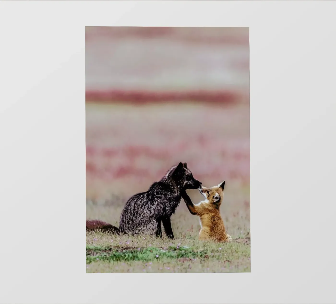 Curiosity pellicola backlit da Natural Kingdom