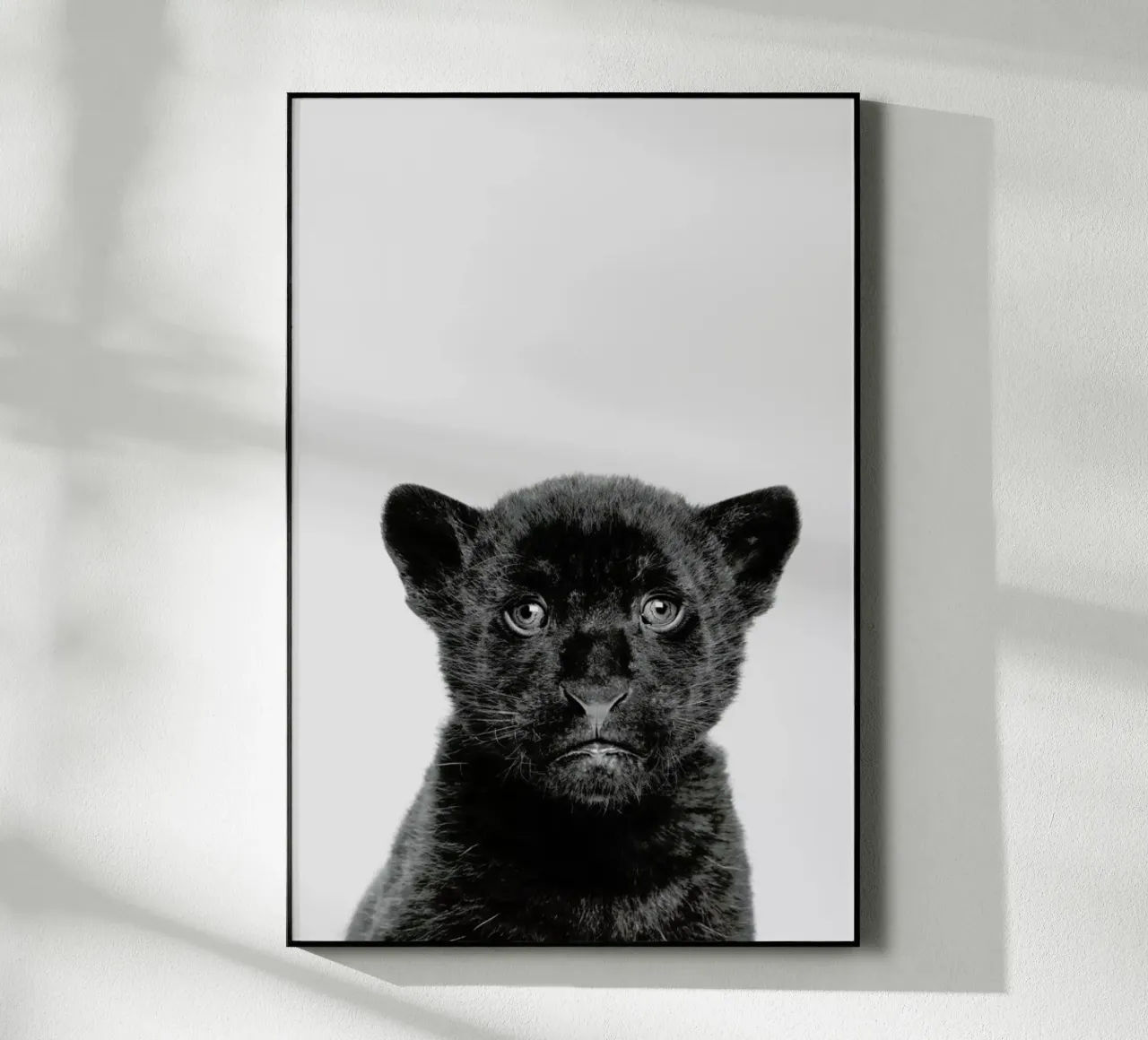 Panther Classic plexiglass da Paws & Claws