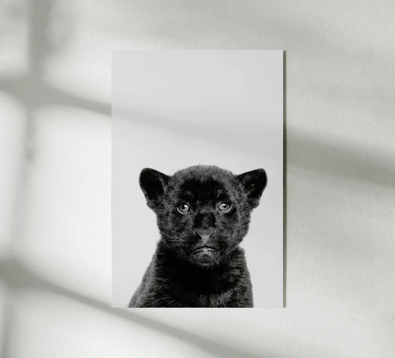 Panther Classic plexiglass da Paws & Claws