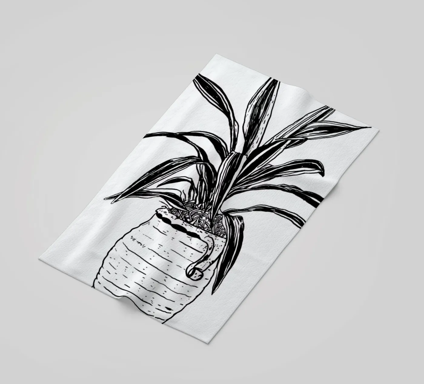 Dracaena telo mare da Nick Cocozza