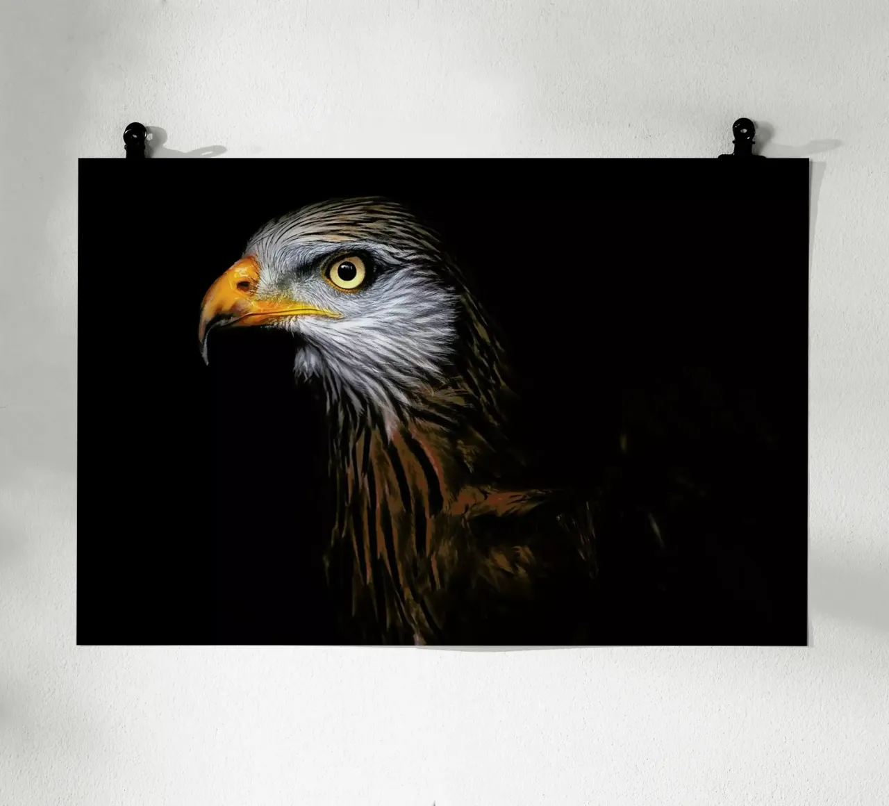 Red Kite Portrait II - Santiago Pascual Buye poster da Pictufy