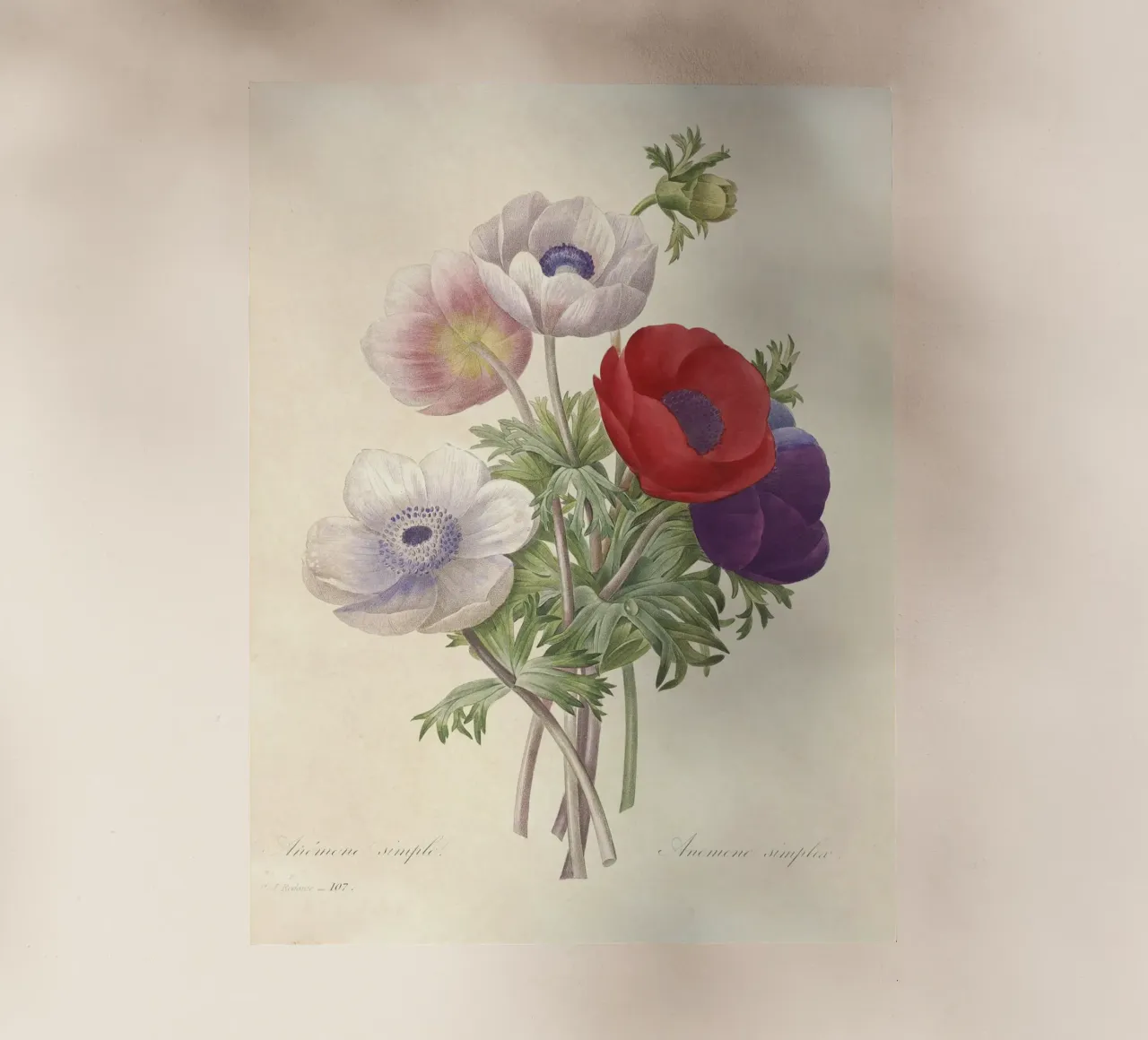 Fiori di anemone classici di primavera pellicola backlit da Timeless Botanica