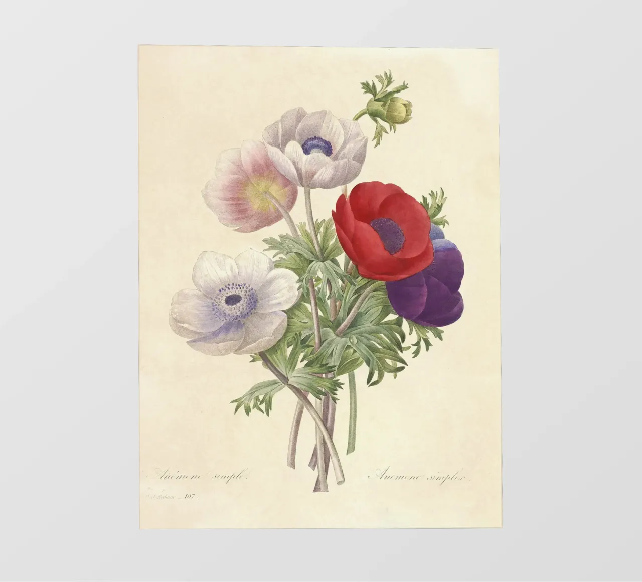 Fiori di anemone classici di primavera telo in pvc da Timeless Botanica