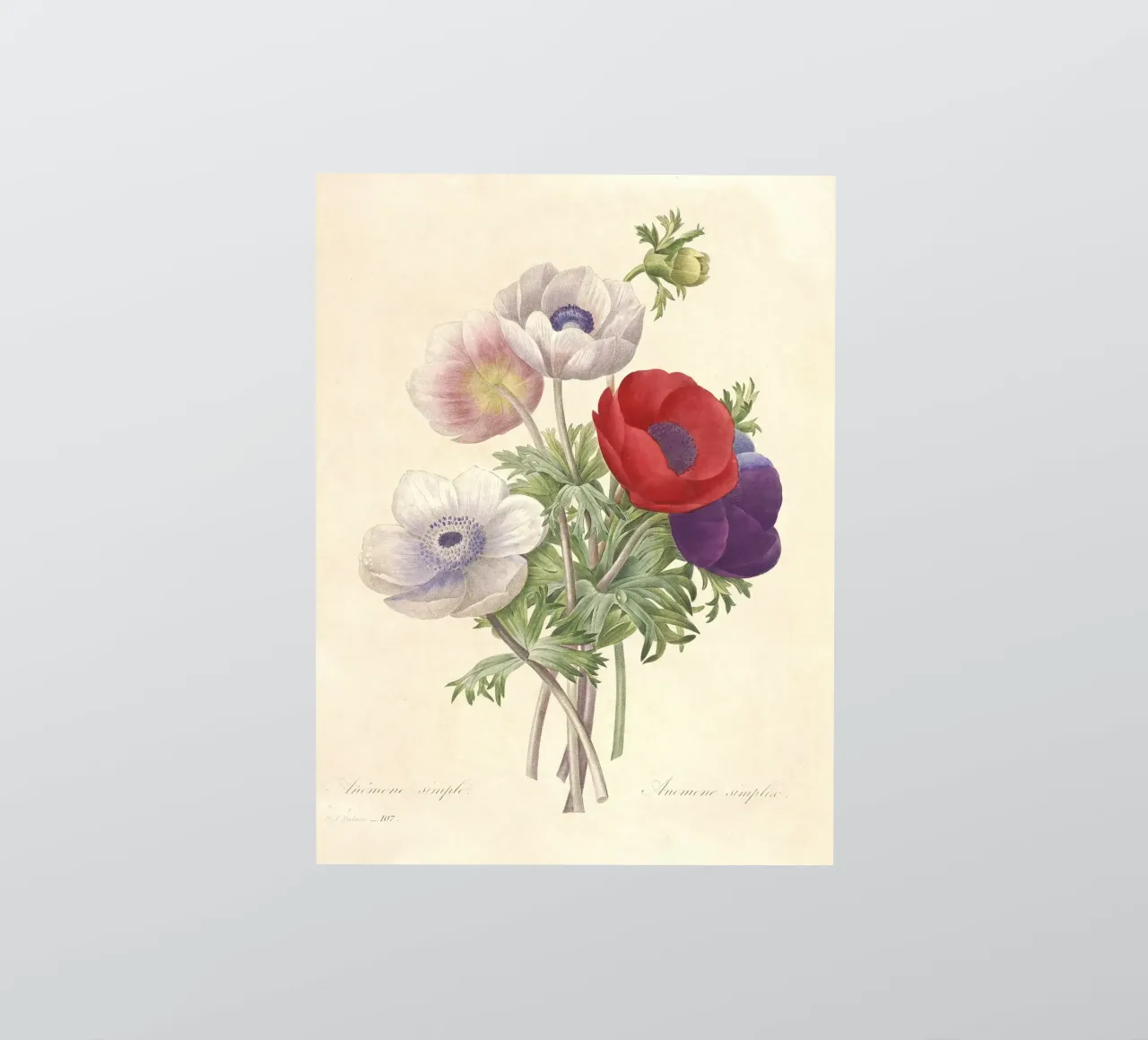 Fiori di anemone classici di primavera adesivo da Timeless Botanica
