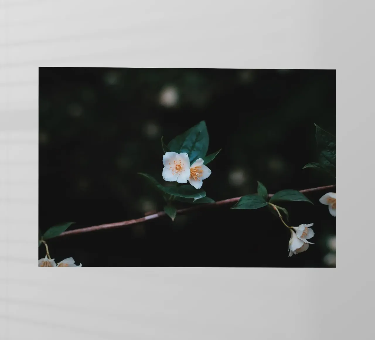 cultral 1 backlit film by Bttn