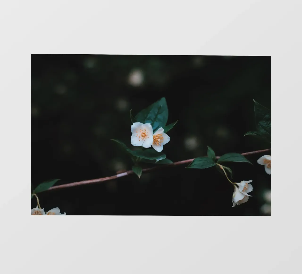 cultral 1 photo wallpaper by Bttn