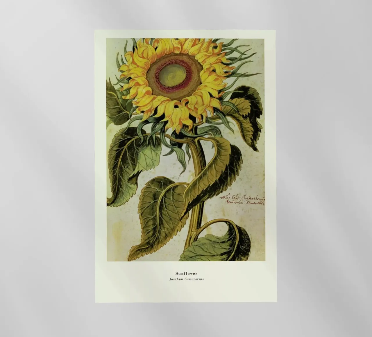 Joachim Camerarius - Sunflower pellicola backlit da ARTOTHEK