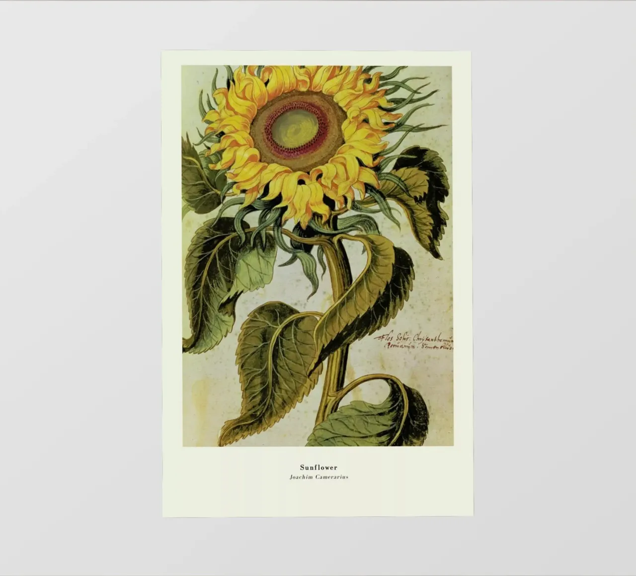 Joachim Camerarius - Sunflower pellicola backlit da ARTOTHEK