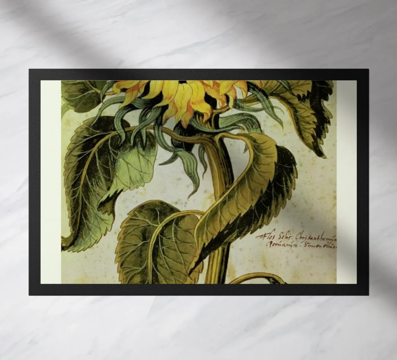 Joachim Camerarius - Sunflower zerbino da ARTOTHEK