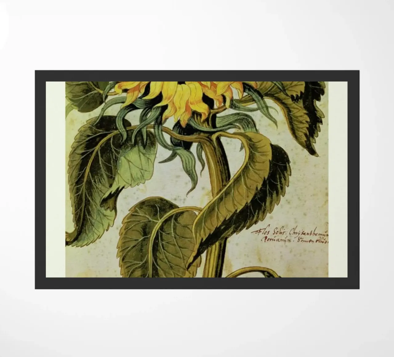 Joachim Camerarius - Sunflower zerbino da ARTOTHEK