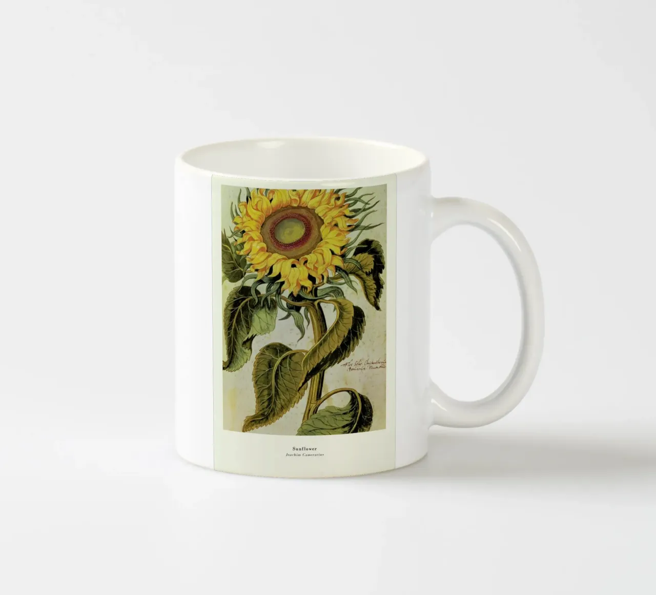 Joachim Camerarius - Sunflower tazza in ceramica da ARTOTHEK