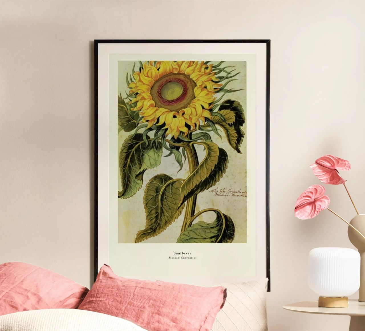 Joachim Camerarius - Sunflower poster by ARTOTHEK