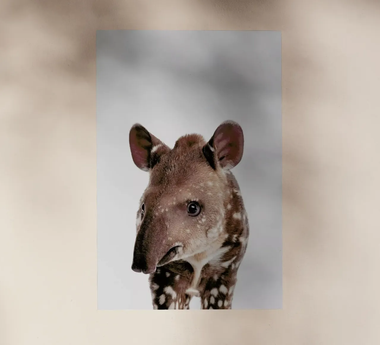 Tapir pellicola backlit da Paws & Claws