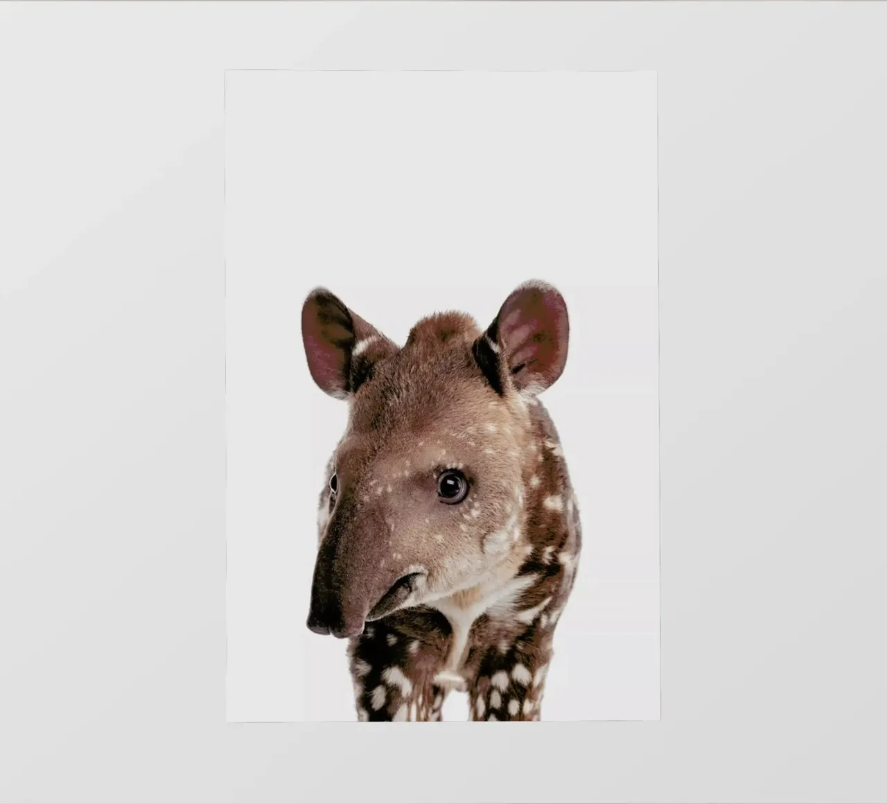 Tapir pellicola backlit da Paws & Claws