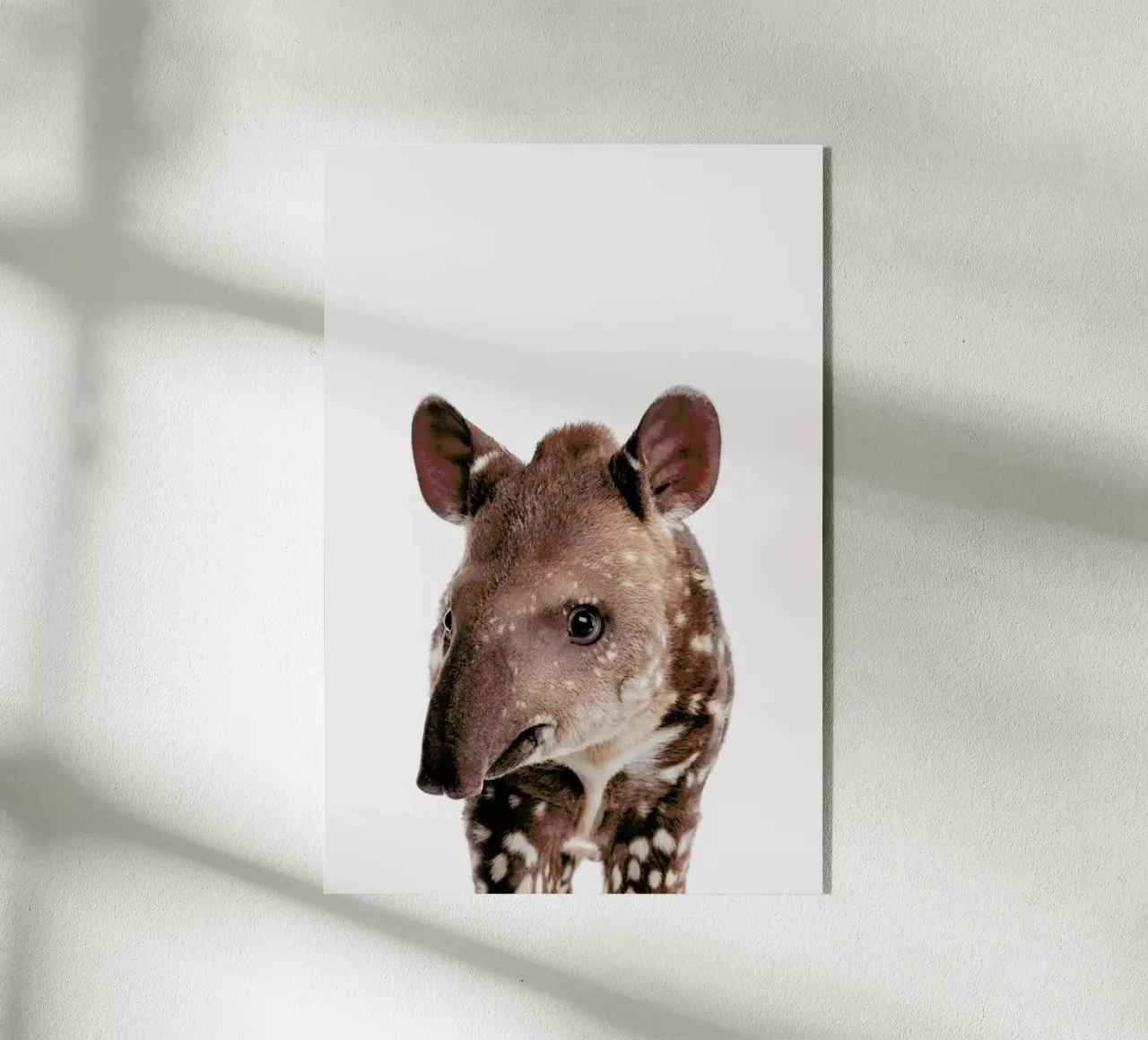 Tapir plexiglass da Paws & Claws