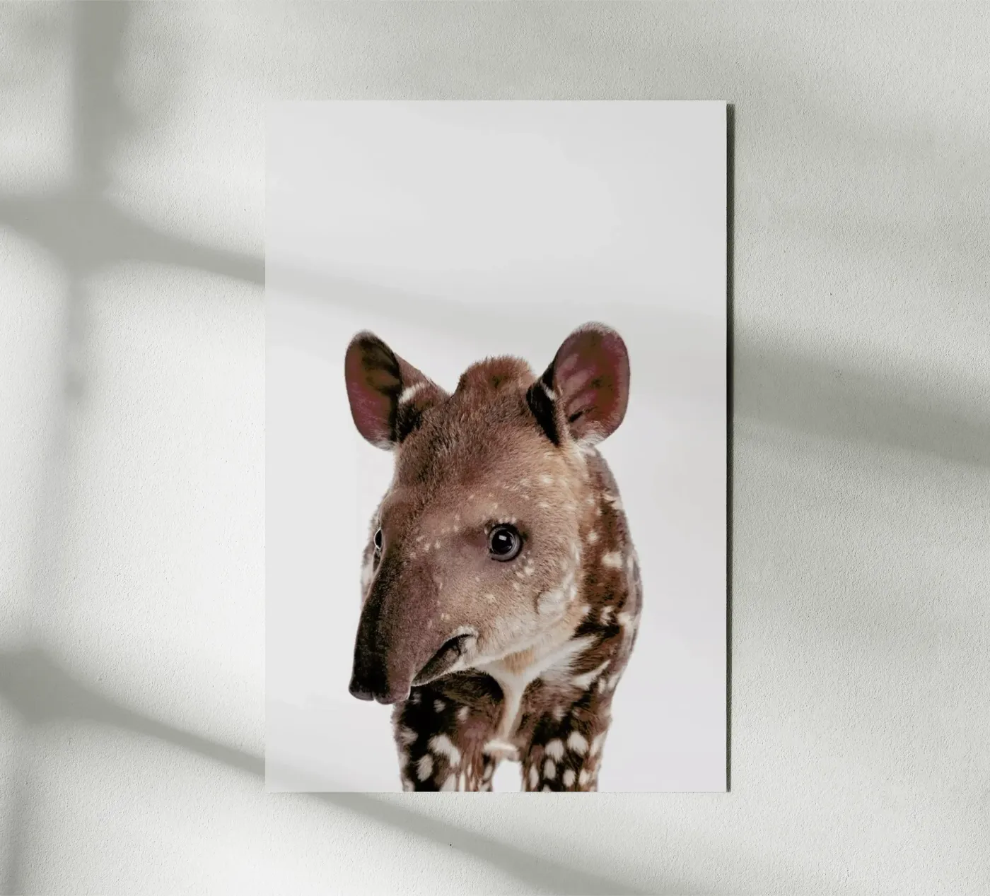 Tapir pannello forex da Paws & Claws