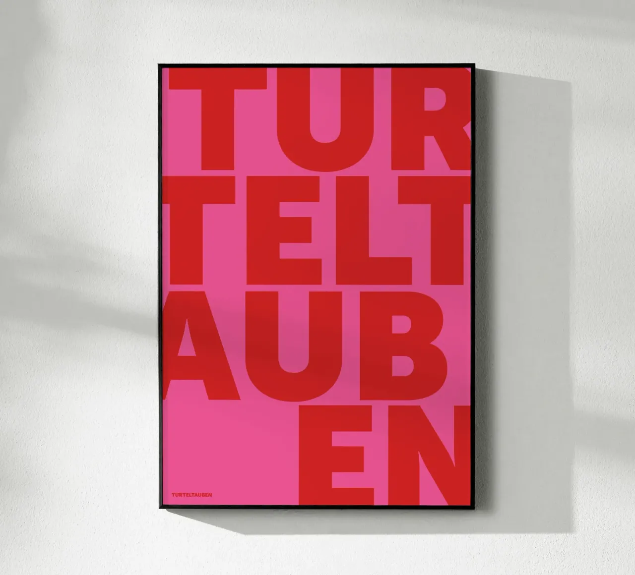 Rosa Turteltauben plexiglass da studio salü
